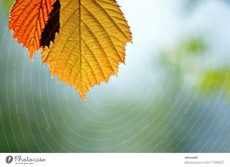 Bunte Blätter Natur Herbst Baum Blatt frisch natürlich nachhaltig Umwelt Umweltschutz Farbfoto mehrfarbig Außenaufnahme Muster Strukturen & Formen