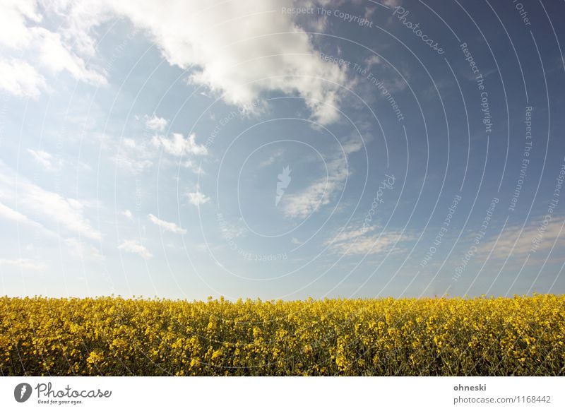 Raps Landschaft Pflanze Frühling Schönes Wetter Rapsfeld Feld Blühend Wärme blau gelb Lebensfreude Frühlingsgefühle Freiheit Umwelt Umweltverschmutzung