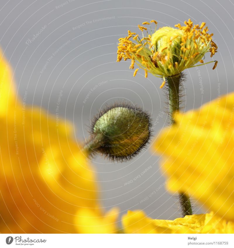 Papaver nudicaule Umwelt Natur Pflanze Frühling Schönes Wetter Blume Blüte Blütenknospen Mohn Mohnblüte Islandmohn Garten Blühend stehen Wachstum authentisch