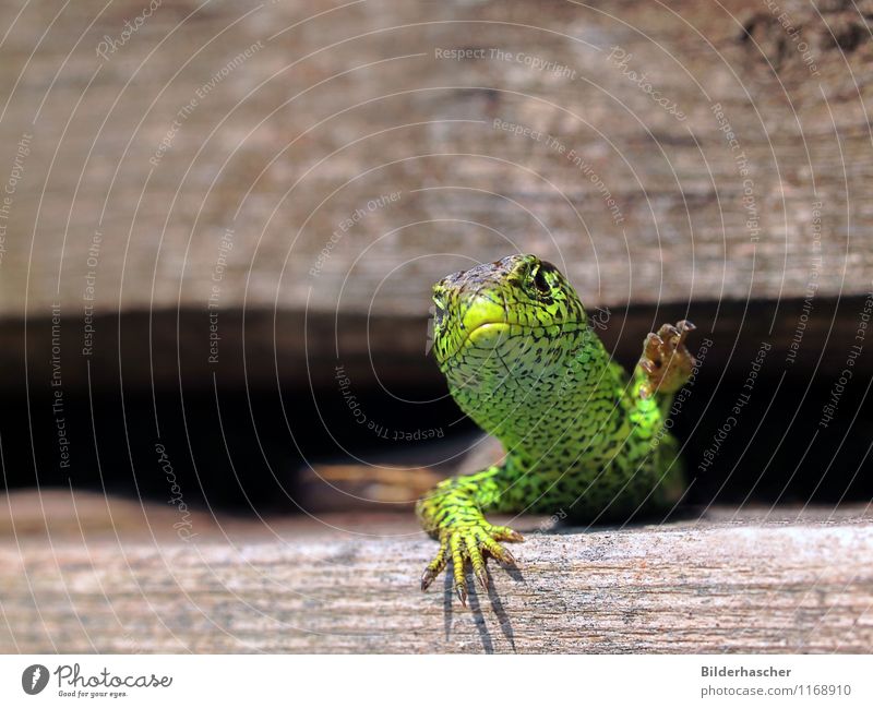 Krallenmonster Zauneidechse Echte Eidechsen Echsen Reptil maskulin unbeständig Sonnenbad Nahaufnahme Brunft Horn Schuppen Tierhaut Tierporträt heizen