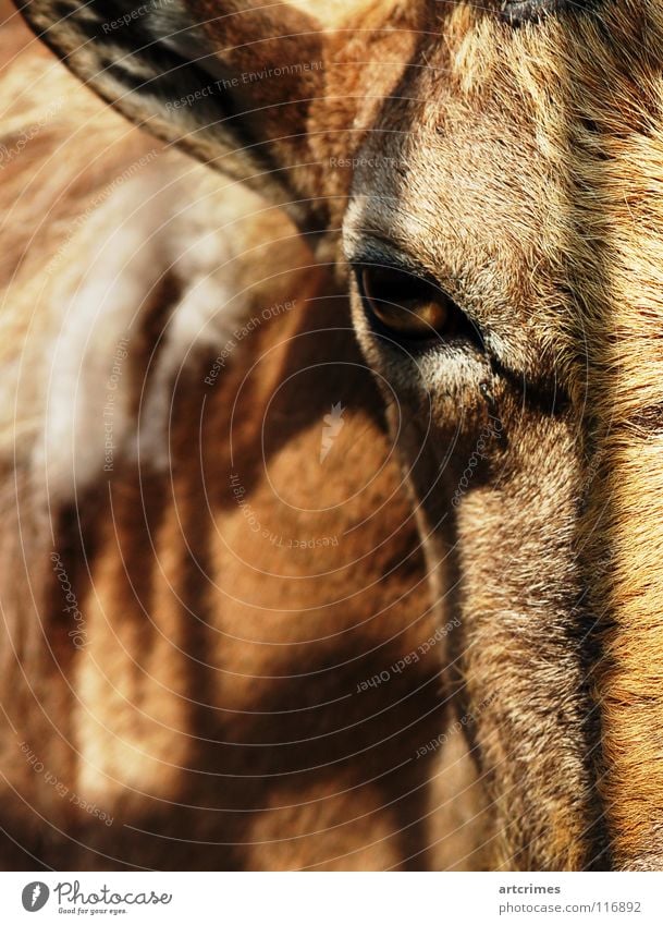 der Bock mit dem Stein davor Steinbock stehen Zoo frontal Fell braun Tier nah Zaun gefangen Trauer Unschärfe Tiefenschärfe Säugetier ruhig Ohr Anschnitt Natur