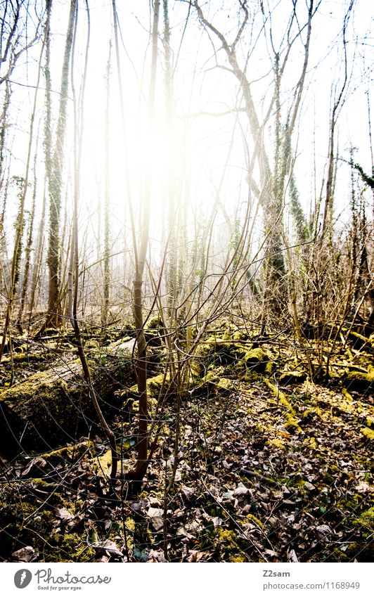 Back to the woods Umwelt Natur Landschaft Sonnenfinsternis Sonnenlicht Sommer Schönes Wetter Pflanze Baum Sträucher Wald frisch nachhaltig natürlich grün