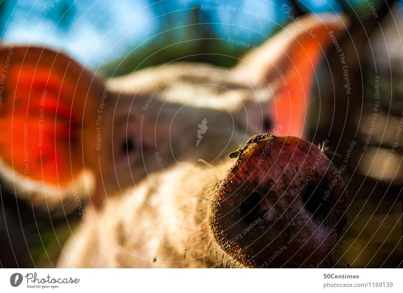 Das Schwein Tier Nutztier Sau Schweinschnauze 1 Blick Glück Farbfoto Außenaufnahme Menschenleer Tag Schwache Tiefenschärfe Tierporträt