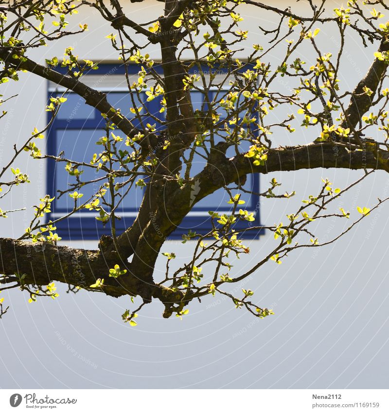 Vue sur cour Frühling Baum Blatt Garten Park Dorf Kleinstadt Stadt Haus Einfamilienhaus Mauer Wand Fassade Fenster Frühlingsgefühle Ast blau Hof