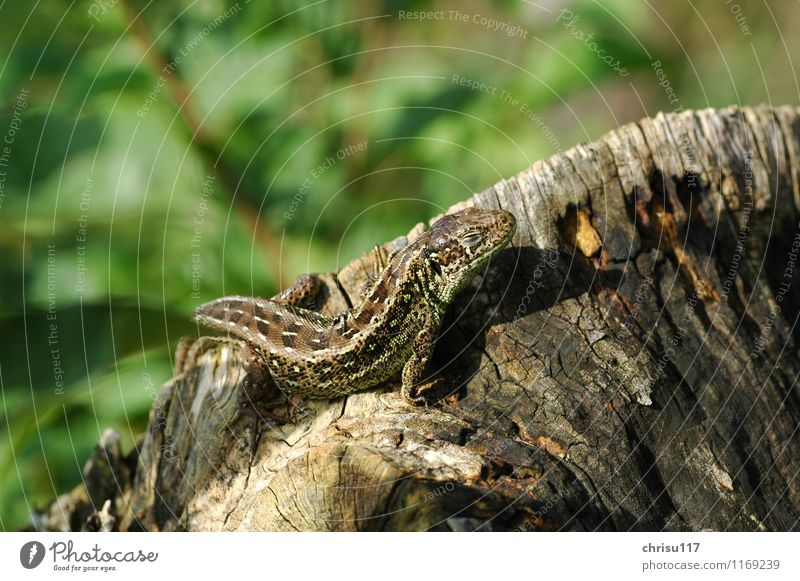 Sonnenbad Natur Sommer Tier Wildtier Zauneidechse 1 beobachten entdecken Zufriedenheit Abenteuer Erfahrung Freude Farbfoto Außenaufnahme Nahaufnahme