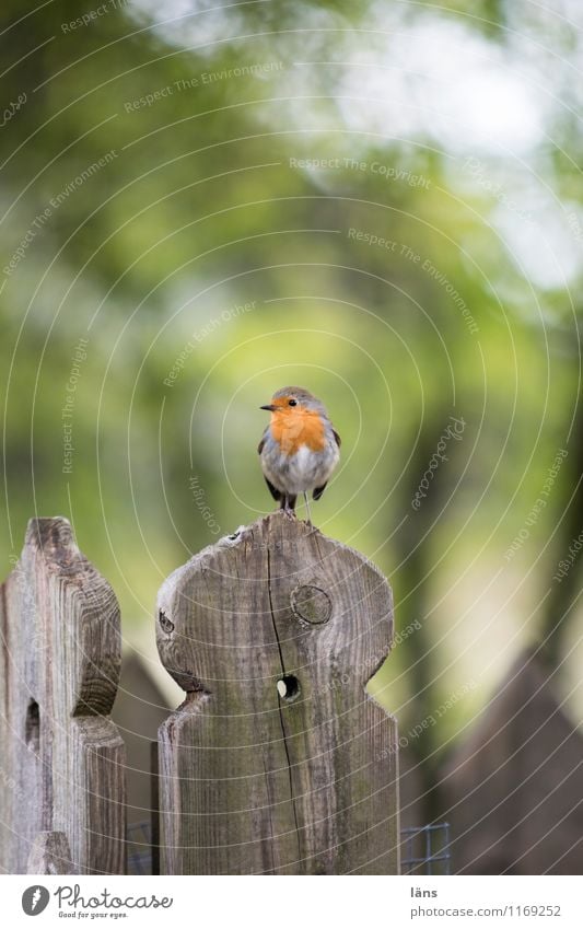 ausschau Vogel Rotkehlchen Natur sitzen Blick Aussicht Menschenleer