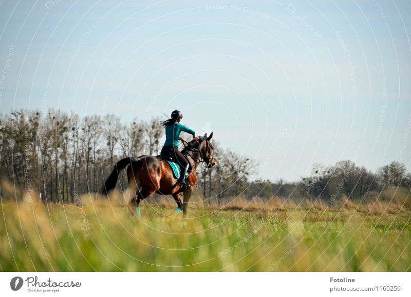 Auf gehts!!! Mensch feminin Junge Frau Jugendliche Erwachsene 1 Umwelt Natur Landschaft Pflanze Tier Schönes Wetter Baum Gras Wiese Nutztier Pferd frei hell