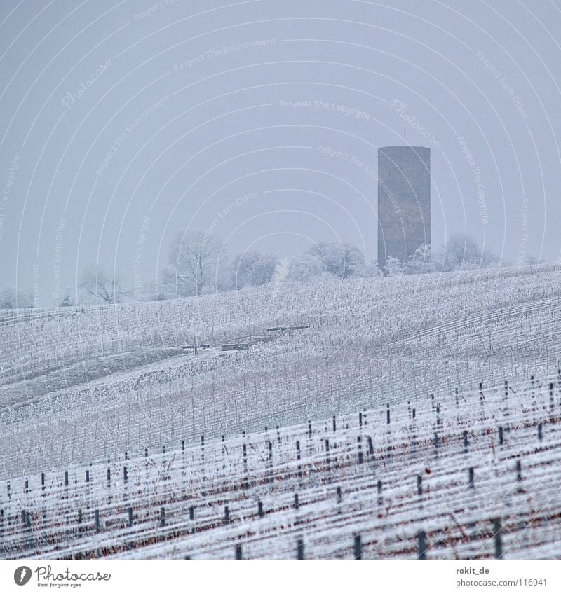 Eisweinberg Weinberg Ruine Zeile Draht Kiedrich Rheingau kalt gefroren Raureif Nebel trist grau Eiskristall anziehen Winter Baum Puderzucker Weinbau verfallen