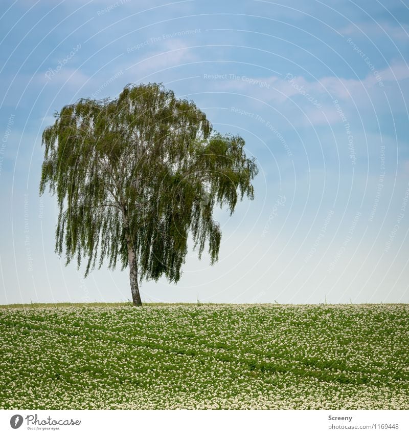 Baum Umwelt Natur Landschaft Pflanze Himmel Wolken Frühling Schönes Wetter Birke Kartoffeln Feld Wachstum blau grün ruhig Landwirtschaft Farbfoto Außenaufnahme