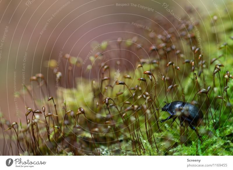 Auf Abenteuerreise... Natur Pflanze Tier Frühling Moos Wald Käfer Mistkäfer 1 krabbeln frisch klein braun grün schwarz Tapferkeit Optimismus Erfolg Kraft