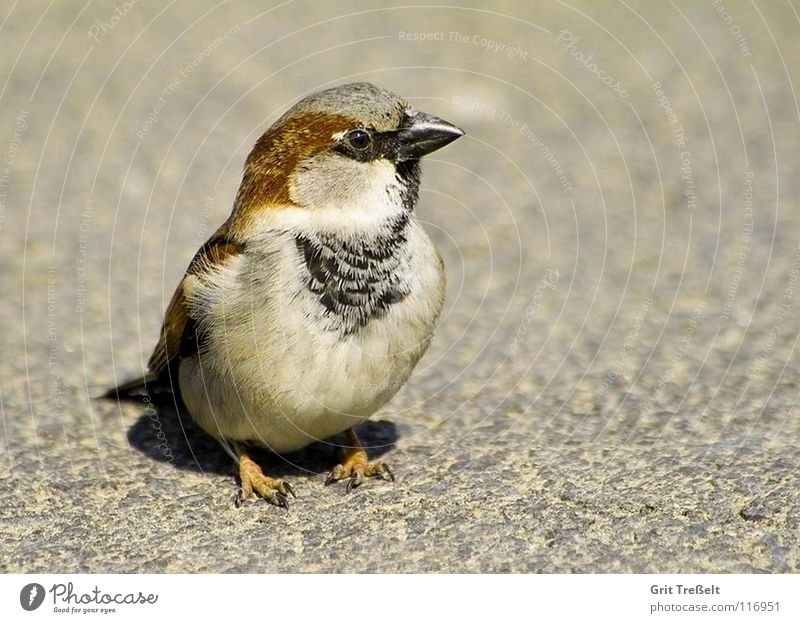 Spatz hüpfen Vogel süß Schnabel laufen Feder