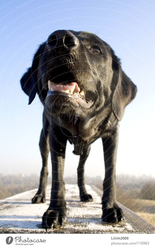 Zeig die Beißerchen! Hund Tier Labrador Säugetier Pfote schwarz Fell Hängeohr atmen sabbern Vierbeiner Beine Haare & Frisuren Ohr Schnause Maul Gebiss Eckzahn