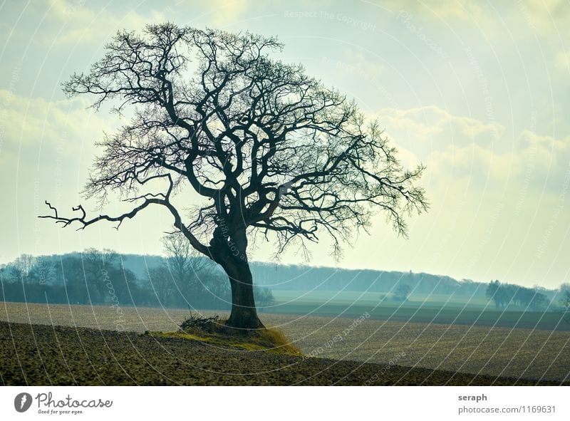 Feldbaum Baumrinde Buchsbaum Ast verzweigt ""crown of tree"" träumen Biotop Botanik Forstwirtschaft Pflanze geblümt field Landschaft Szene Ackerbau Natur stem