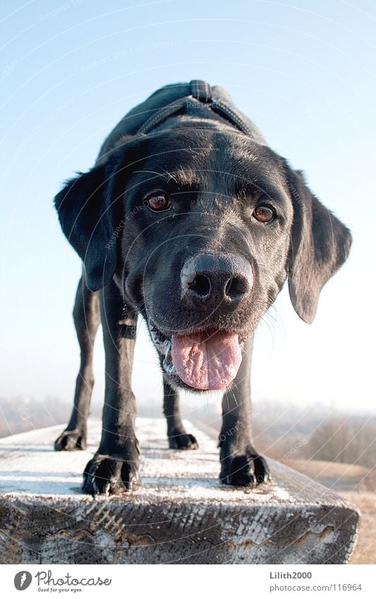 Kopf auf vier Beinen Hund Tier Säugetier Labrador schwarz Fell Hängeohr Schnauze rosa Pfote Haushund Retriever Haare & Frisuren Ohr Maul Zunge Putztuch