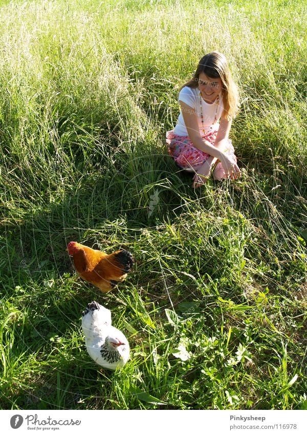 Hahn im Korb Haushuhn grün Wiese weiß Sommer Mädchen Tier Gras saftig genießen Außenaufnahme Luft braun Spielen Frau Vogel orange Freiheit unbeschwehrt