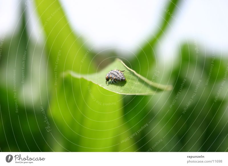 Kleintier ohne Namen Feld Blatt Insekt Larve Mais Natur Tierchen Krabel Marienkäferlarve Käfer