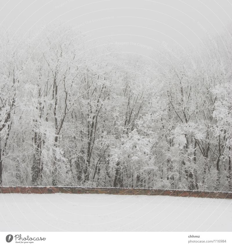 Frost Winter weiß Eis Raureif Wald Park Nebel Einsamkeit Baum horizontal Strukturen & Formen flach kalt einfarbig Mauer Glätte weiß in weiß Schnee