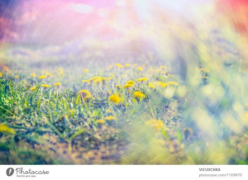 Morgen Sonne auf dem Löwenzahn Feld Stil Design Sommer Garten Umwelt Natur Landschaft Pflanze Sonnenfinsternis Sonnenaufgang Sonnenuntergang Sonnenlicht