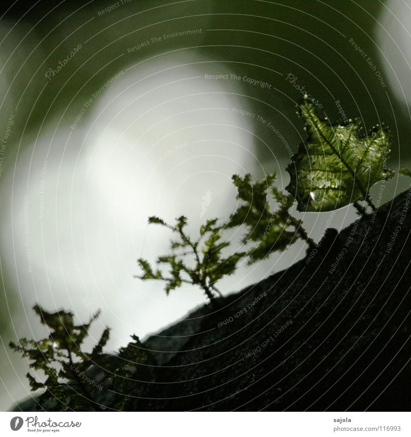 ...moosiger... Umwelt Natur Pflanze Wasser Wassertropfen Baum Moos Urwald grün Baumrinde Lichtspiel feucht Borneo Lichtpunkt Lichtstimmung Lichtschein