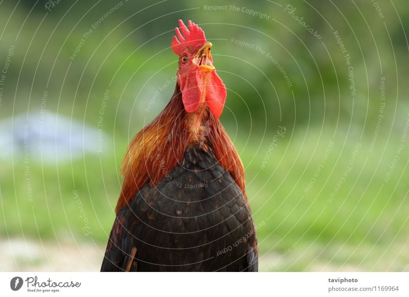 Hahn singend am Morgen schön Uhr Mann Erwachsene Natur Tier Vogel stehen natürlich braun grün rot schwarz Stolz Hintergrund wecken Bauernhof Kamm Ackerbau Feder