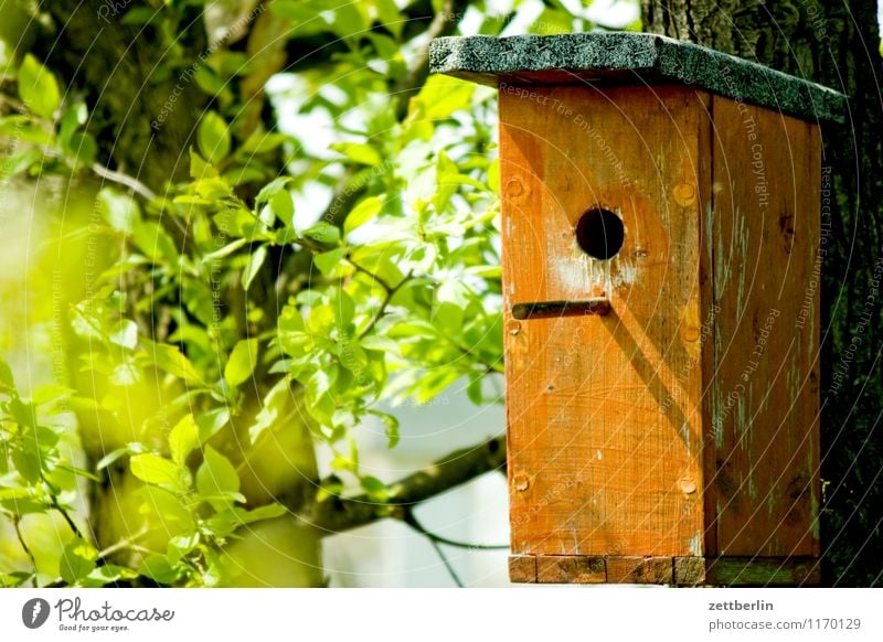 Vogel X Futterhäuschen Nistkasten starkasten Holz Loch Wohnung Natur Tierschutz Umweltschutz Tierliebe leer ausgeflogen Frühling Garten klein Schrebergarten