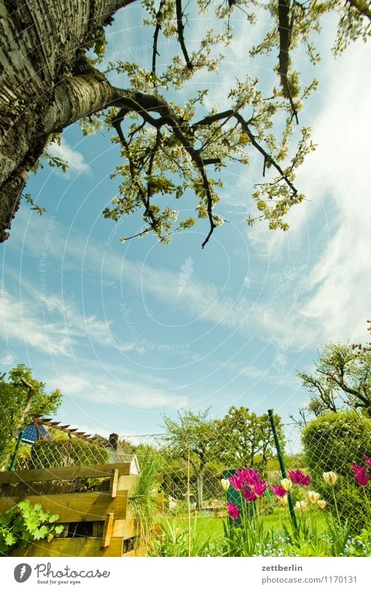 Garten Frühling klein Schrebergarten Kleingartenkolonie Baum Baumstamm Ast Kirschbaum Kompost Blume Blüte Tulpe Nachbar Himmel Wolken Textfreiraum Wiese Rasen