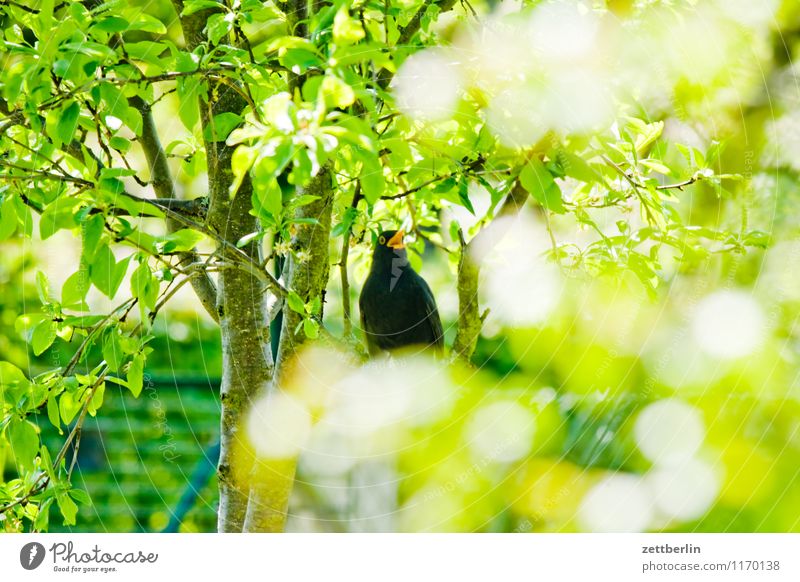 Turdus merula Amsel schwarzdrossel Drossel Vogel Singvögel Zugvogel Geflügel Schnabel Feder Frühling Garten klein Schrebergarten Sträucher Ast Zweig grün Natur