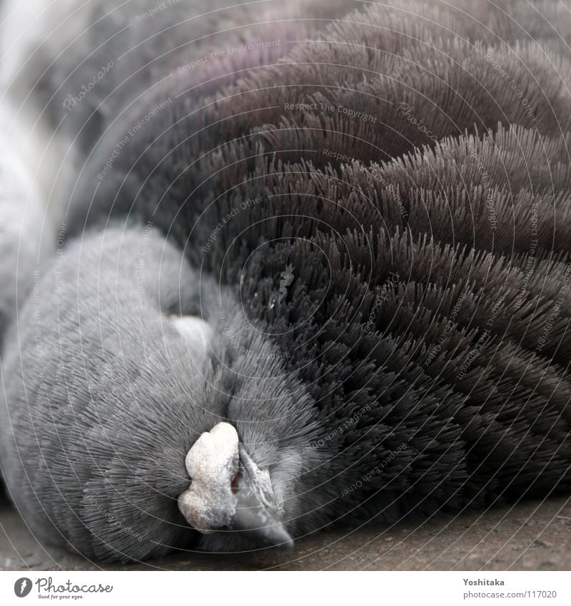 Mittagsschlaf Taube Vogel Feder ruhig Schnabel Tier Vergänglichkeit Täubchen Frieden friedlich Tod Bodenbelag Straße Leben schön Freihheit dahin