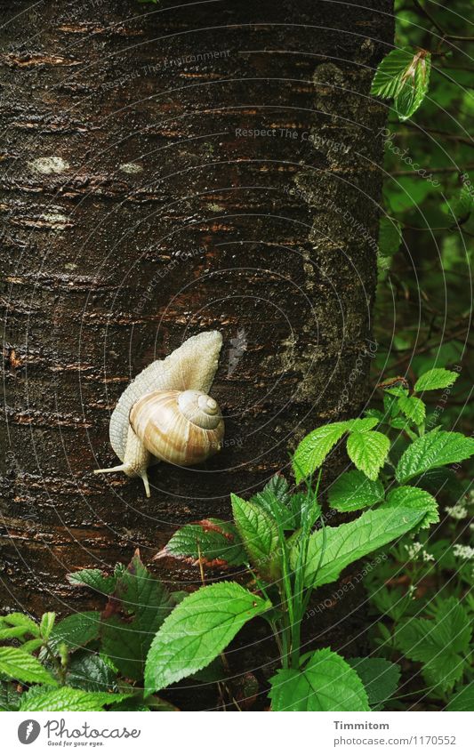 Weinbergsuche. Umwelt Natur Pflanze Tier Baum Wald Schnecke Weinbergschnecken 1 natürlich grün Gefühle Willensstärke Baumstamm Blatt Schneckenhaus Baumrinde