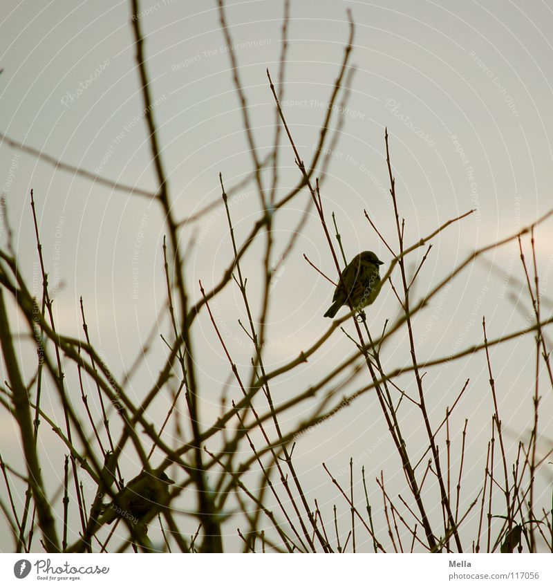 Spatzenwinter II Vogel klein 2 Zusammensein Ehe Baum Sträucher trist leer laublos Blatt fehlen kalt Einsamkeit grau Farblosigkeit Silberstreif Horizont Wunsch