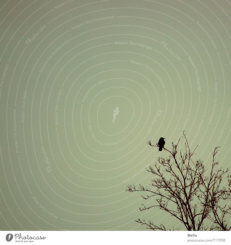 Krähenwinter II Vogel Rabenvögel Aaskrähe Einsamkeit einzeln Baum leer kalt Winter Trauer dunkel Wahrsagerei Vorsorge Verzweiflung Himmel oben hoch Blick Ast