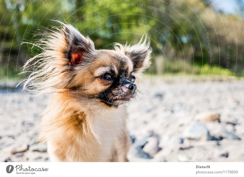 Windhund Tier Haustier Hund Tiergesicht 1 braun gelb grau grün Ohr Stein Auge Farbfoto Außenaufnahme Menschenleer Textfreiraum rechts Textfreiraum unten Tag