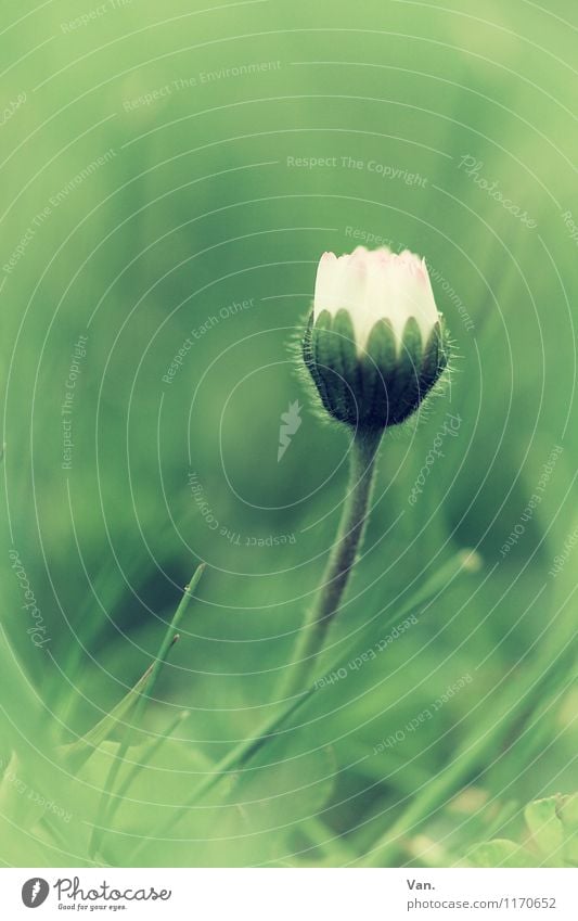 Blümsche Natur Pflanze Frühling Blume Gras Blüte Gänseblümchen Garten Wiese Wachstum grün weiß Farbfoto Gedeckte Farben Außenaufnahme Nahaufnahme Makroaufnahme