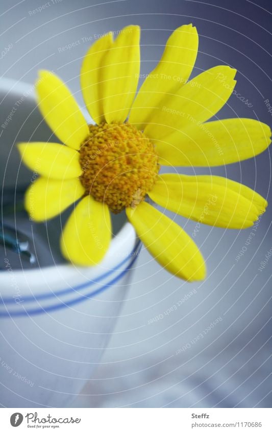 kleines gelbes Blümchen in einem Becher Schnittblume Dekoration dekorativ gelbe Blume gelbe Blüte Blütenblätter Zierpflanze blühende Blume erblühen Herbstblume