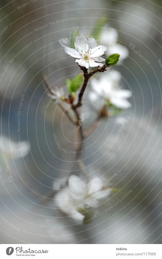 Frühlingsbote Blume Blüte Pflanze aufwachen Blütenblatt Staubfäden Natur Nektar