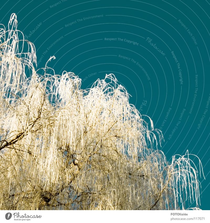 Schneehäubchen Baum Trauerweide Eiskristall grün türkis Baumkrone Krone Winter kalt frieren gefroren plitschard herzogenrath Frost Schichtarbeit Himmel