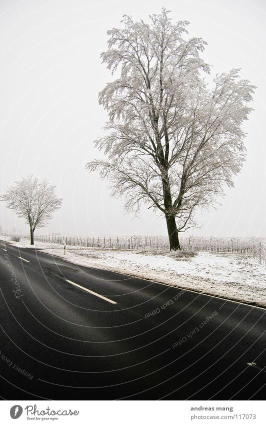 Farblose Welt Winter Baum Raureif weiß trist Einsamkeit kalt Feld Weinberg schwarz Ferne leer tree trees Ast white Schnee Straße road cold weinacker wine