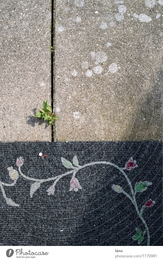 grün gewinnt Haus Garten Pflanze Blatt Terrasse Fußmatte Beton Ornament Wachstum Kraft Willensstärke Beginn Erwartung Betonplatte Unkraut Ranke Außenaufnahme