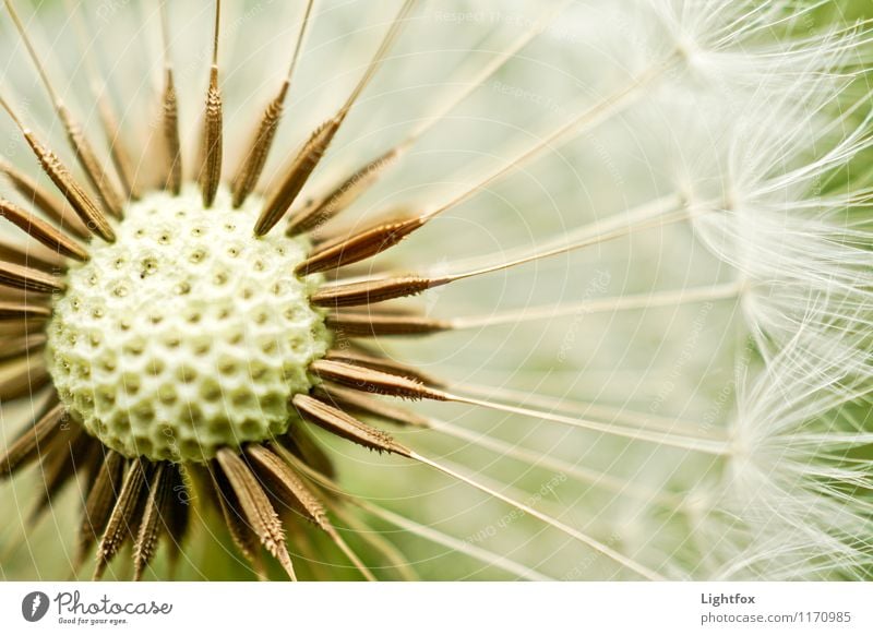 Blaseblume Natur Pflanze schön Löwenzahn Samen Atem Zoomeffekt blasen Nahaufnahme Detailaufnahme fliegen Leichtigkeit Fortpflanzung Farbfoto Außenaufnahme