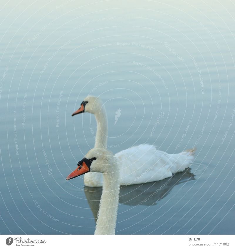 Schwanendoppel Wasser Sommer Schönes Wetter Wellen Teich See Tier Wildtier Vogel Höckerschwan 2 Tierpaar Schwimmen & Baden Erholung Zusammensein schön blau rosa