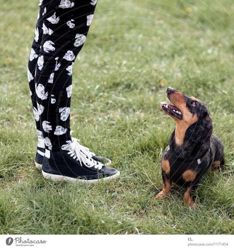 hund trifft hose Spielen Mensch feminin Erwachsene Leben Beine Fuß 1 Gras Wiese Mode Hose Turnschuh Tier Haustier Hund Tiergesicht Dackel beobachten