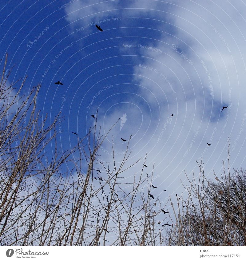 einfach mal abhaun Ferien & Urlaub & Reisen Pflanze Himmel Wolken Sträucher Vogel fliegen Jagd frei frisch Unendlichkeit hoch blau Lebensfreude Begeisterung