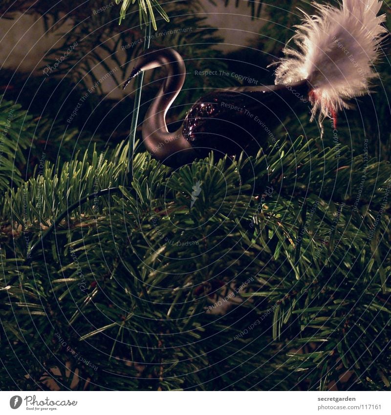 juhuuu es weihnachtet schon wieder! Schwan dunkel schwarz Tier Vogel Anmut Tanne Tannennadel grün Physik weiß weich Weihnachtsdekoration Schmuck Stimmung