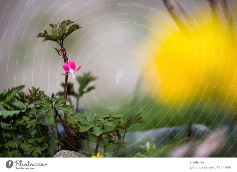 einsames HERZ elegant Stil Pflanze Erde Frühling Schönes Wetter Blume Gras Sträucher Blatt Blüte Wildpflanze Tränendes Herz Blütenpflanze Stein Blühend