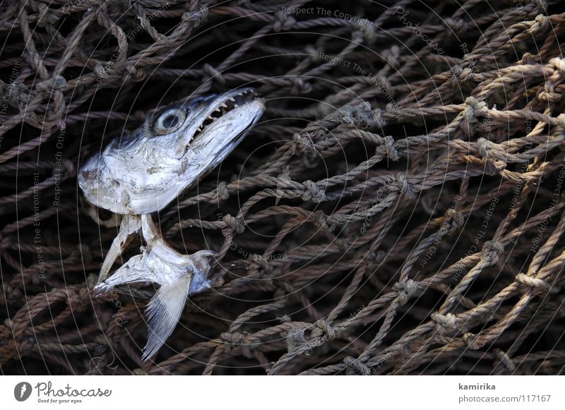 fisch fromm fröhlich fangen Gebiss Portwein Meer Ernährung Fleisch Hafen Netz fishing catch harbour net mesh Wasser Lebensmittel meat vegetarian Fisch