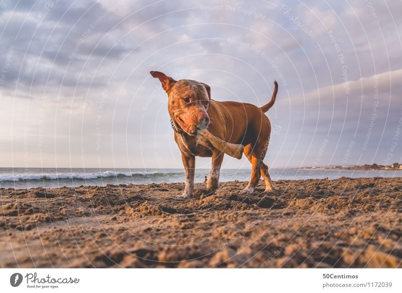 pitbull on the beach Reichtum elegant Stil Glück Freizeit & Hobby Ferien & Urlaub & Reisen Sommer Sommerurlaub Strand Natur Wolken Sonnenaufgang Sonnenuntergang