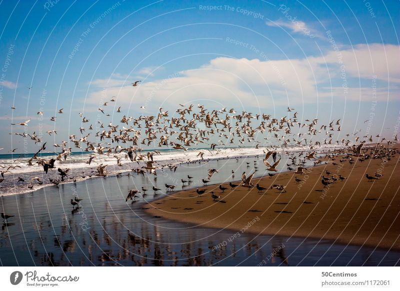 Vögel am Strand Sommer Sommerurlaub Meer Wolken Horizont Schönes Wetter Wellen Küste Sandstrand Arequipa Peru Wildtier Vogel Möwe Tiergruppe Schwarm Erholung