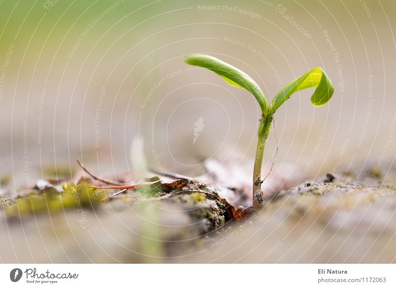 Durchbruch Natur Pflanze Erde Frühling Schönes Wetter Gras Blatt Grünpflanze Garten Park Wiese Blühend kämpfen ästhetisch Erfolg braun mehrfarbig gelb grün rot