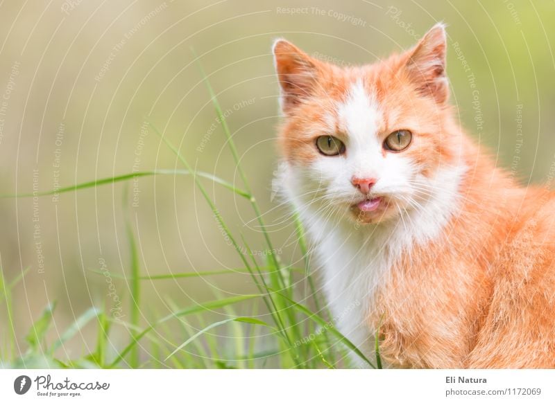 Guckst du! Natur Pflanze Frühling Sommer Gras Blatt Garten Wiese Tier Haustier Katze Tiergesicht Fell 1 Blick außergewöhnlich lustig verrückt gelb grün orange