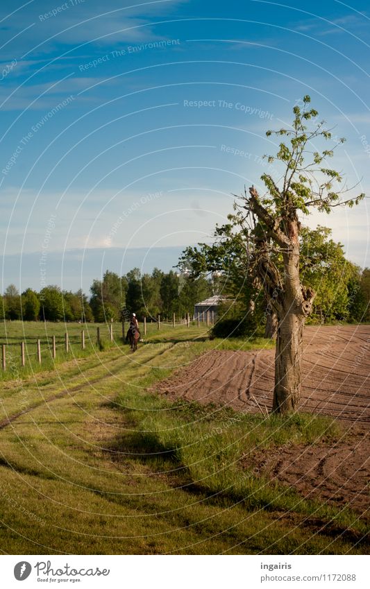 Ritt in den Frühling Mensch 1 Natur Landschaft Himmel Wolken Schönes Wetter Pflanze Baum Gras Feld Fußweg Wege & Pfade Erholung natürlich blau braun grün